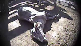 Auction Atrocities - Shocking Undercover Investigation Exposes Animal Cruelty