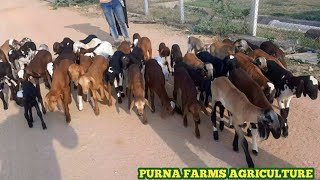 గొర్రెపిల్లలు పాలు తాగడానికి వెళ్తున్నవి|sheep kids went to drinking milk@purnafarms