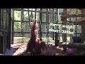 harry the 300lb orangutan loves to swing