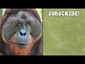 harry the 300lb orangutan loves to swing