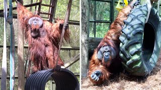 Harry the 300lb Orangutan LOVES to Swing!