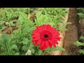 1 एकड़ जमीन में इस फूल की खेती कर किसान कमा रहा है लाखों flower farming in polyhouse