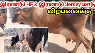 இரண்டு HF \u0026 இரண்டு Jersey மாடுகள் விற்பனைக்கு