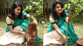 Actress Ananya Planted Saplings & Challenged Anjali, Nivetha Thomas | #GreenIndiaChallenge | DC