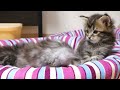 メインクーンの子猫たち生後1ヶ月になりました！