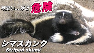 【スカンク】シマスカンクの生態〜オナラではない､危険な「臭い」を放つ可愛い動物〜