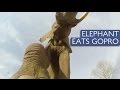 GoPro Is Trampled By Elephant And Survives