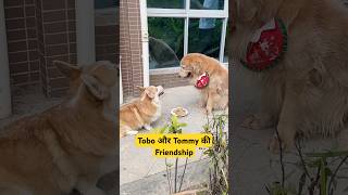 🐕Tobo और Tommy की Friendship - mini wood toy - woodworking art skills / hand crafts #shorts