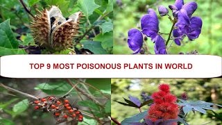 poisonous plants in world top 9