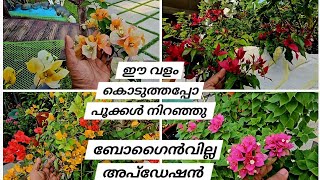 ബോഗൈൻവില്ലക്ക് ഇപ്പോൾ കൊടുക്കേണ്ട വളം/bogainvillea updation /പൂക്കൾ നിറയാൻ കൊടുക്കൂ