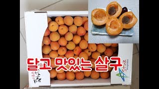 쨈용 살구를 농장직배송으로 주문했는데 새콤달콤 맛난 살구 도착~