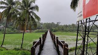 Palakkad nature | Paddy field | Canal palam| കനാൽ പാലം| പാലക്കാട്