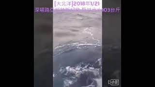 海釣103台斤紅甘 巨甘吞小甘