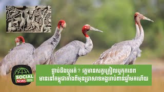 វត្តមានសត្វក្រៀល ឬកុកទេព មាននៅកម្ពុជាតាំងពីមុនប្រាសាទអង្គររាប់ពាន់ឆ្នាំមកហើយ