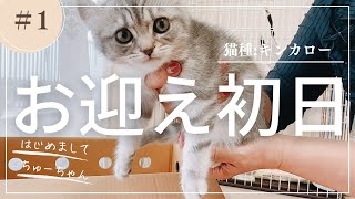 [#1] キンカローの子猫を家族に迎えました