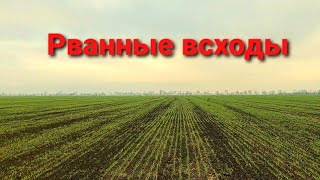 Всходы позднего посева оз.ячменя