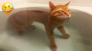 Funniest Cats and Dogs 2024 😹🐶 New Funny Animals Video 😍 Part 105