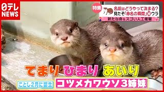 4000件超の一般公募…カワウソ3姉妹“命名”までの18日間に密着！「名前が決まるまでの舞台ウラ」『every.特集』