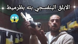 تقليب الابلق البنفسجي (الاصلي والمزور) وكلام محدش يجروء يقولو