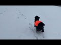 Dogs in the Snow in Virginia