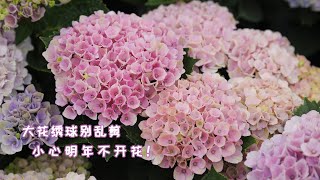 大花绣球别乱剪，小心明年不开花