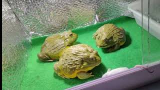 喂非洲牛蛙吃老鼠,想吃独食  Feeding African bullfrogs to eat mice \\ live feeding bullfrog