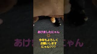 今年もよろしくお願いします。#サビ猫#寝正月#可愛い