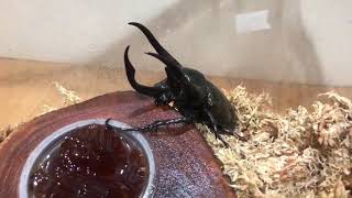 南洋大兜C.a.h. 亞特拉斯 Chalcosoma atlas hesperus