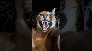 Clara the caracal turns on the geiger counter #floppa #каракал #caracal #kitty #bigcat #cutecat