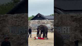 202406泰國曼谷華欣旅行 華欣動物園