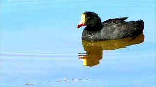 Giant Coot (Fulica gigantea)