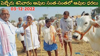 పెబ్బేరు శనివారం ఆవుల సంత | Pebbair cow market | cow videos | cow mandi | Indian cow market | cow