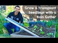 Grow Seedlings in Rain Gutter and DO THIS!!