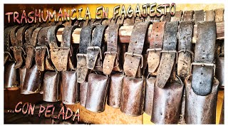 TRASHUMANCIA EN CAIDEROS DE GALDAR. TRADICIONES ANCESTRALES CANARIAS. FABRICACIÓN DE QUESO CANARIO.