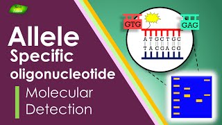 Allele-specific oligonucleotide | Immune System | Antigen | Detection |  Basic Science Series