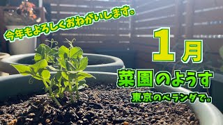 【ベランダ菜園】2024年1月菜園の様子