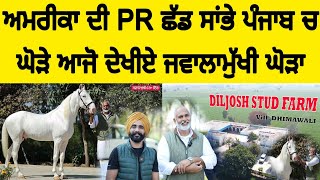 ਅਮਰੀਕਾ ਦੀ PR ਛੱਡ ਸਾਂਭੇ ਪੰਜਾਬ ਚ ਘੋੜੇ ਆਜੋ ਦੇਖੀਏ ਜਵਾਲਾਮੁੱਖੀ ਘੋੜਾ AK TV PUNJAB