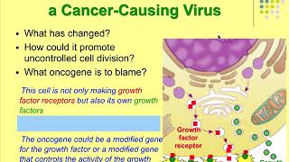 Pathophysiology Ch 7 Cancer