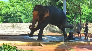 മദപ്പാടിൽ നിൽക്കുന്ന രാമൻ | Thechikottukavu ramachandran in musth #venjamaram #thechikottukavu