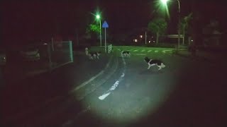 ペットのような野良犬が沢山いたので撮ってみた！