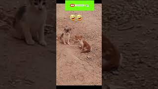 Funny cat | cute cats and dogs reaction animals doing funny things #funnycats #shorts #kitten #095