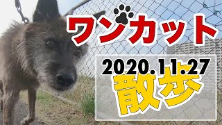 【葛飾区中川】犬の散歩ワンカット撮り(20201127)