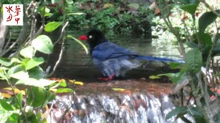 Blue Magpie Bathing 藍鵲洗澡