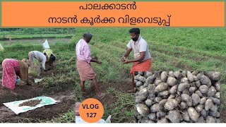 നമ്മുക്ക് പാലക്കാടൻ കൂർക്ക 🌾 വിളവെടുപ്പ് കണ്ടാലോ !!!!!!! VLOG 127