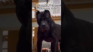 Top 5 Cane Corso dog facts! YouTube shorts - Cute, Cool, Neat Dog Facts - puppy - family dog