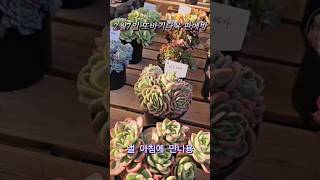 #2월7일또바기다육판매#박지현#그대가웃으면좋아