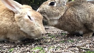 【頭をがぶり】かわいい顔して凶暴な野うさぎ！【喧嘩】