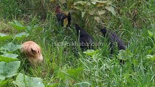 लोकल कुखुरा !गाउँघरमा यसरी पालिन्छ लोकल कुखुरा