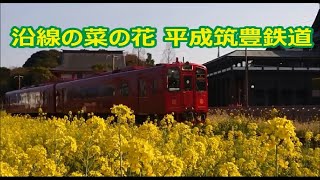 菜の花 平成筑豊鉄道