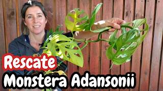 🆘 URGENT Rescue of MONSTERA ADANSONII: [CARE and REPOTTING] Step by Step 🌿